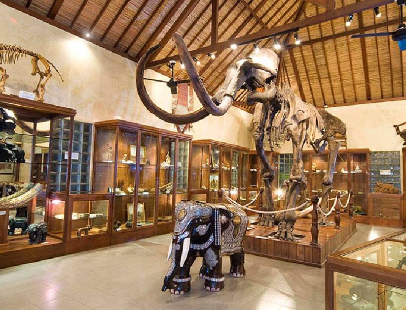 Mason Elephant Adventure