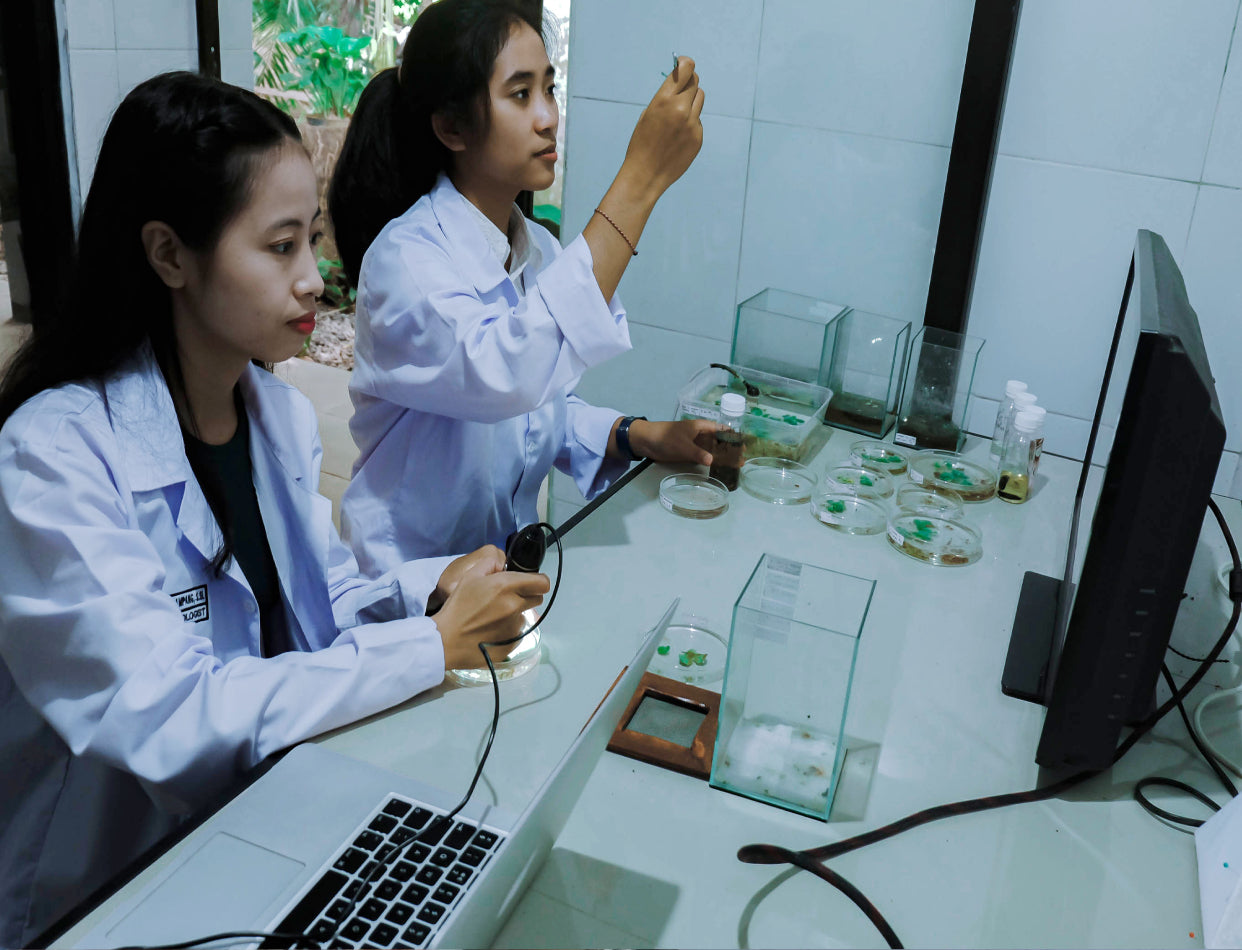 Firefly Conservation