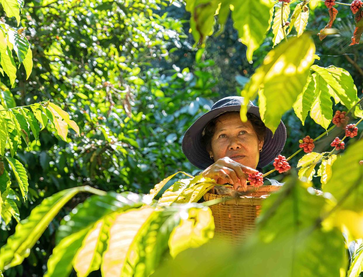 North Bali: Hidden majestic temples & Coffee Trails