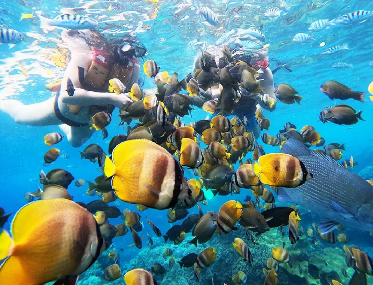 Snorkelling at Nusa Penida (day trip)