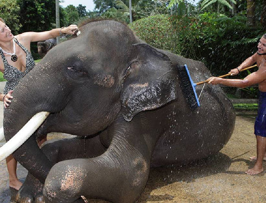 Mason Elephant Adventure