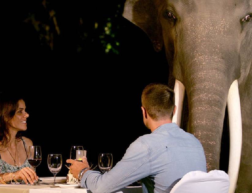 Mason Elephant Adventure