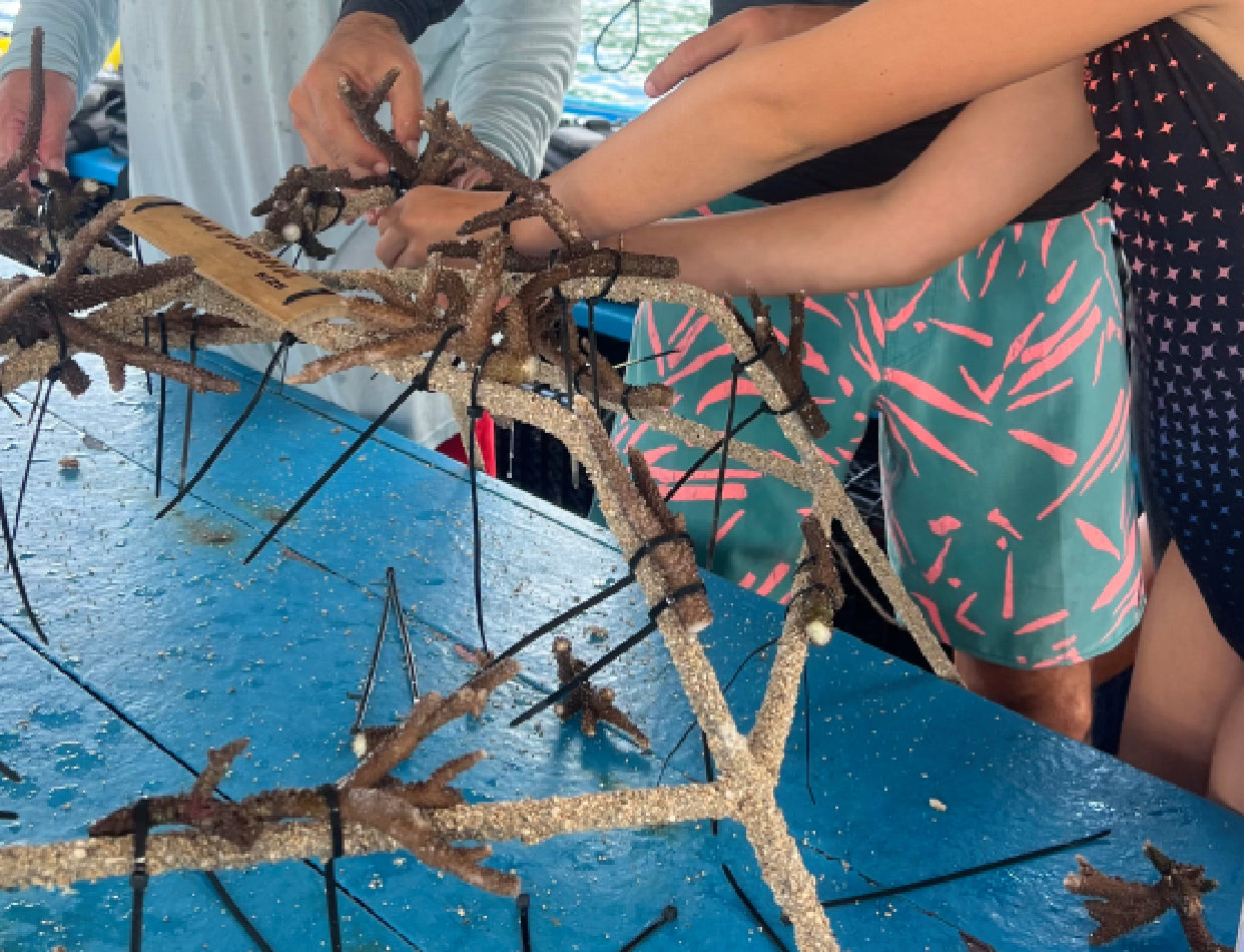 Coral Restoration