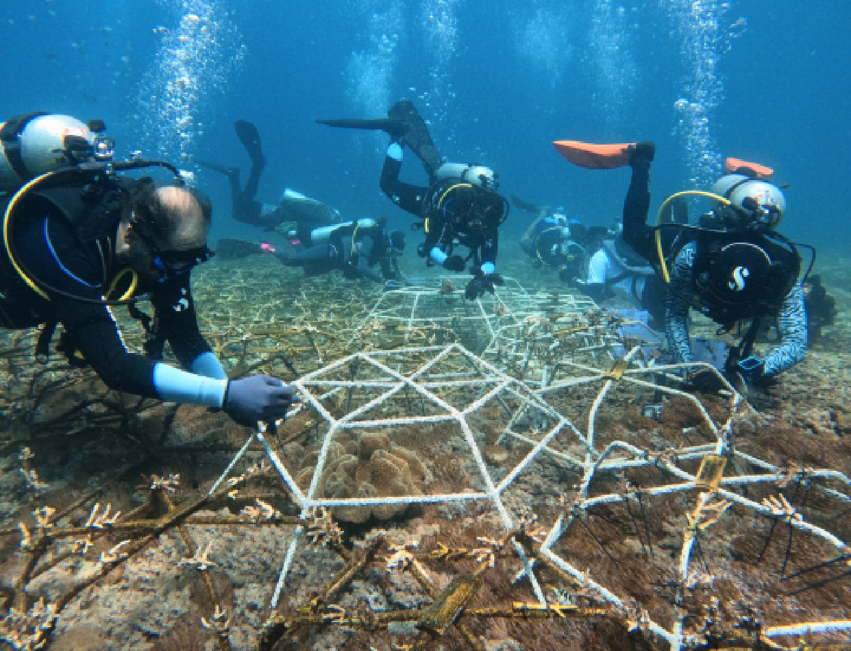 Coral Restoration