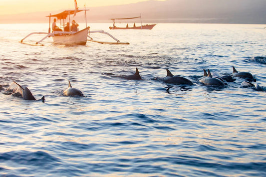 Sunrise Dolphin Tour in Lovina