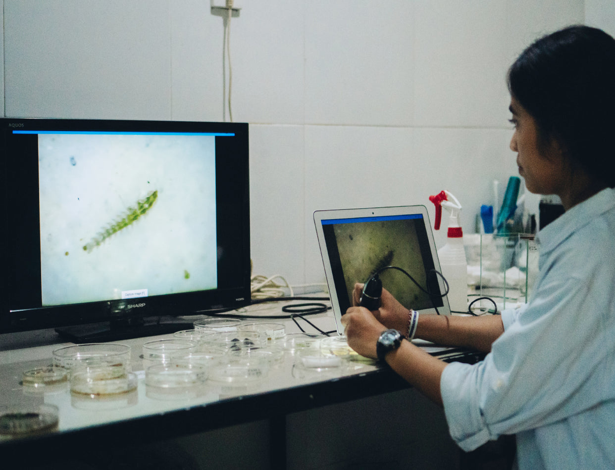 Firefly Conservation