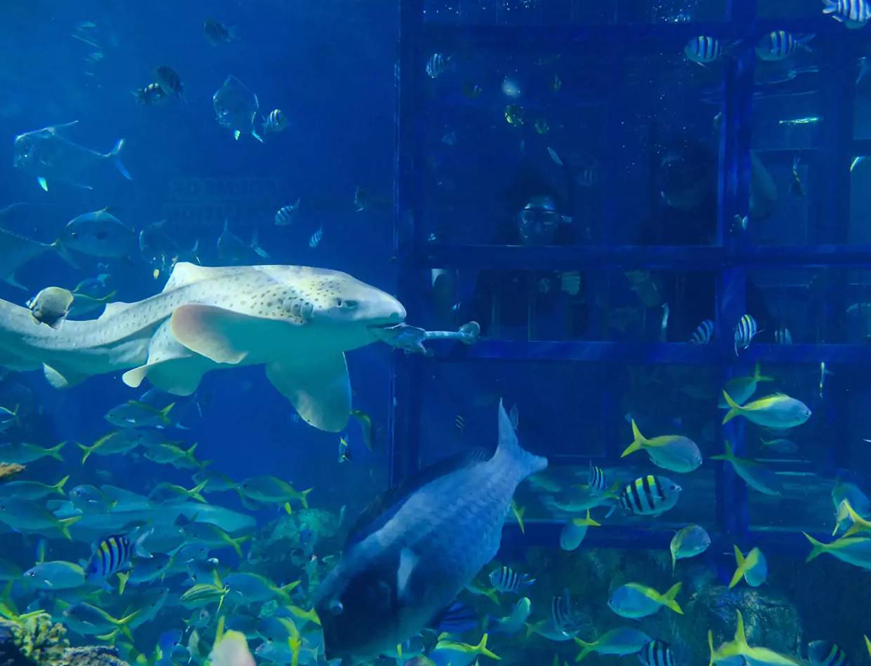 Marine Safari Park