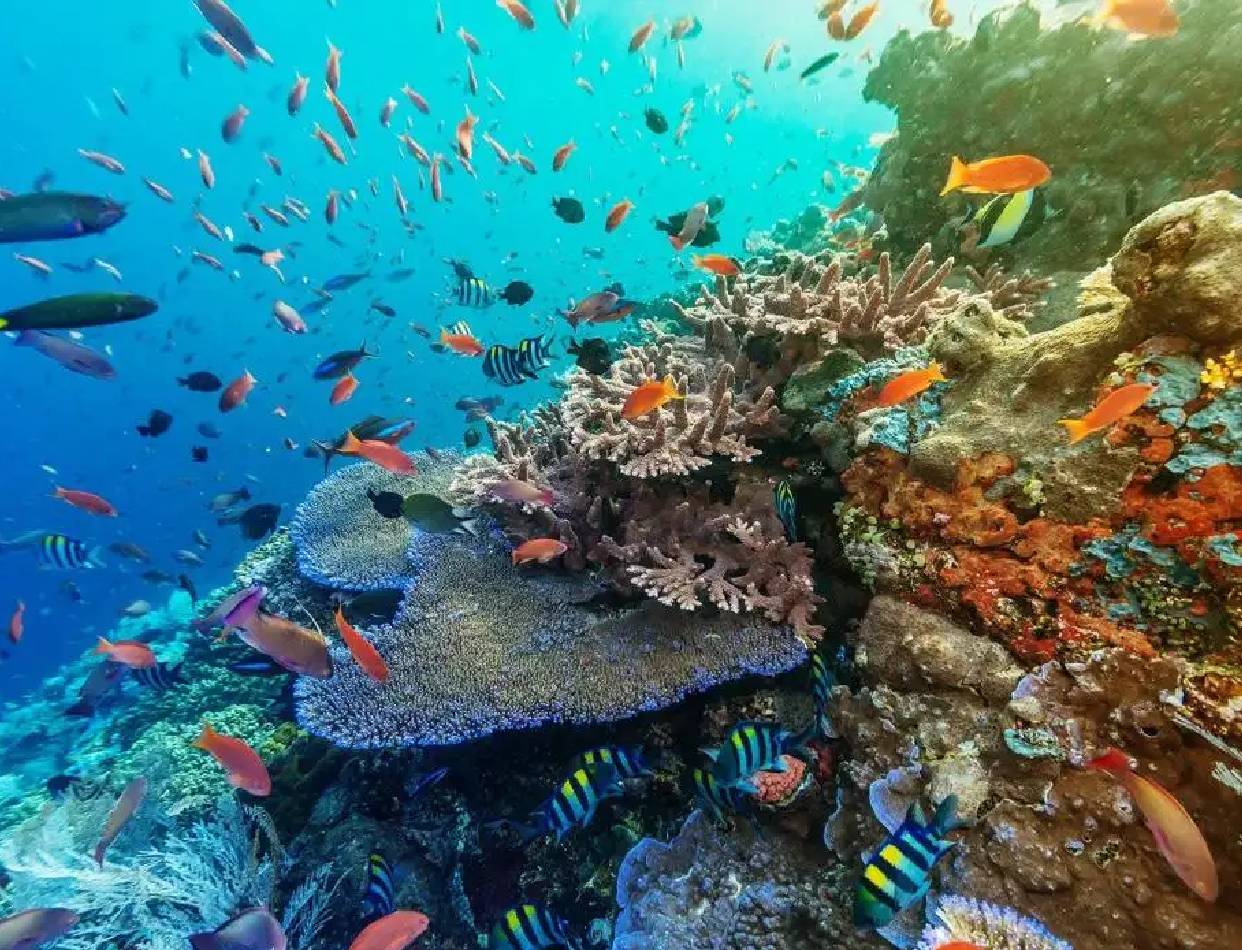 Snorkelling at Nusa Penida (day trip)