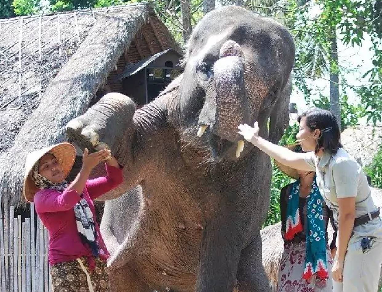 Bali Safari Park